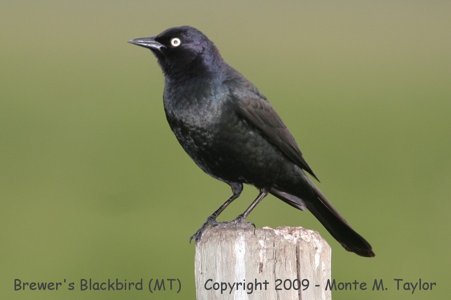 Brewer's Blackbird -summer male- (Montana)