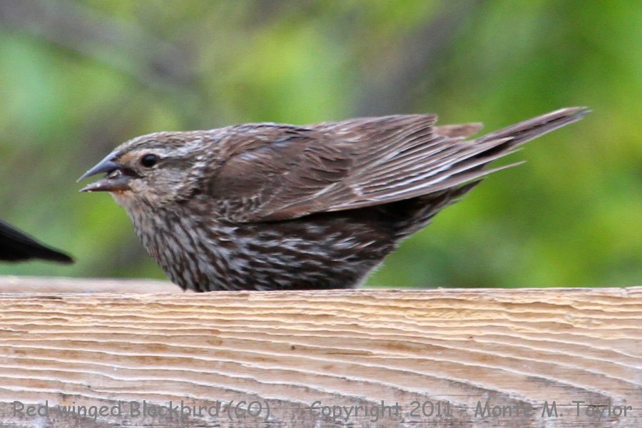 Red-winged Blackbird -spring female- (Colorado)