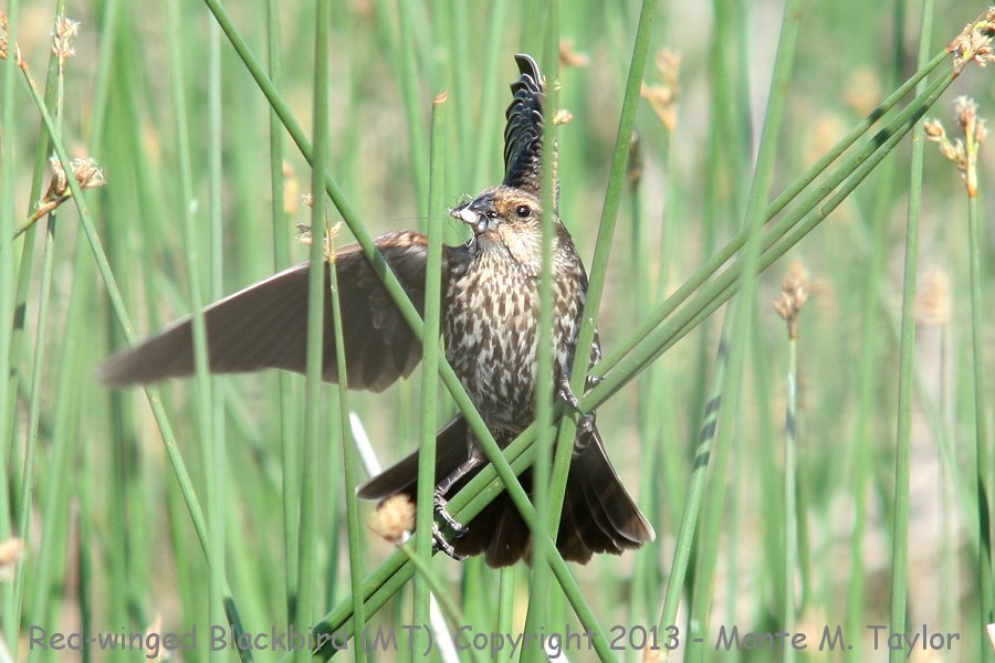 Red-winged Blackbird -summer female- (Montana)
