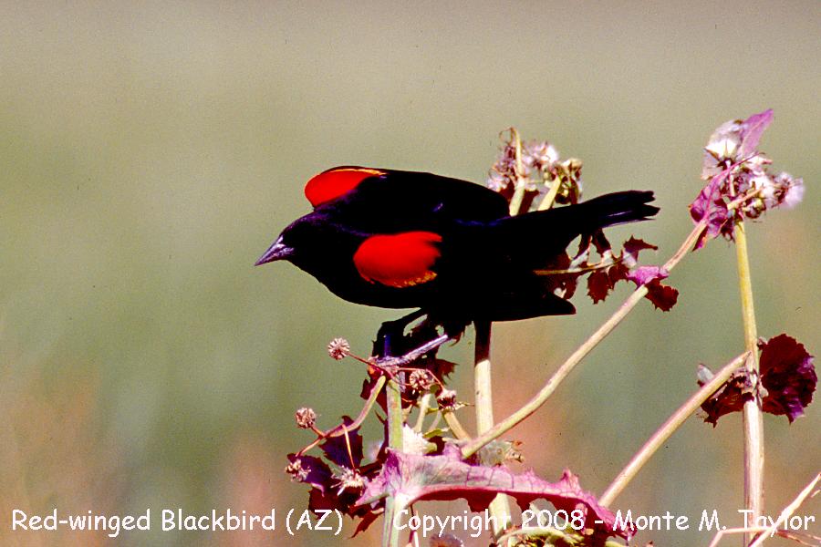 Red-winged Blackbird -spring male- (Arizona)