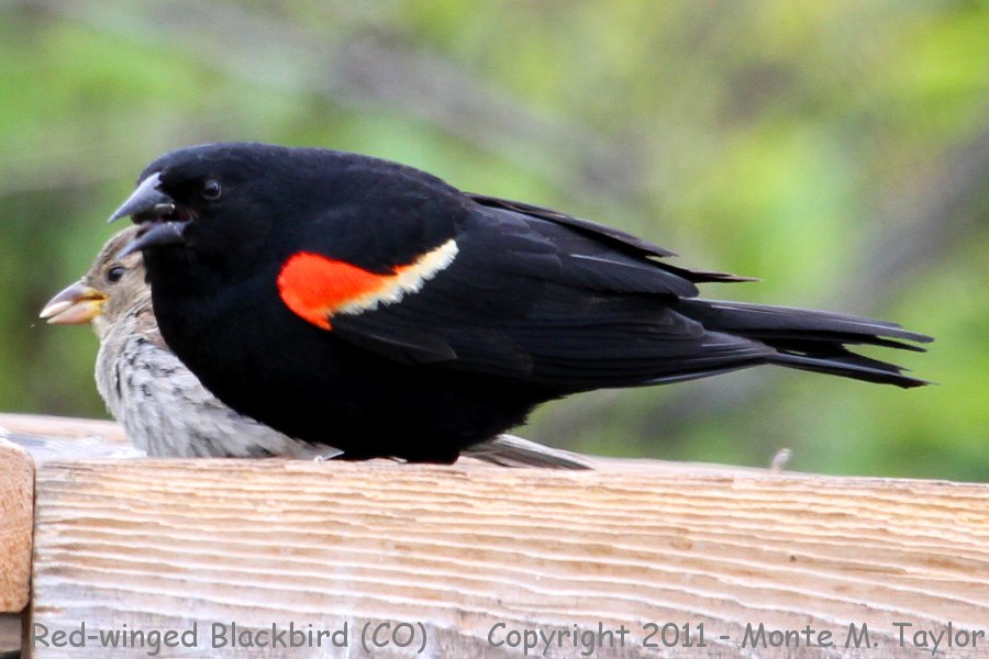 Red-winged Blackbird -spring male- (Colorado)