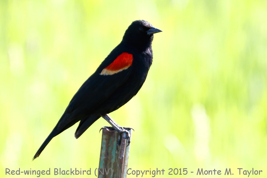 Red-winged Blackbird -spring male- (Nevada)