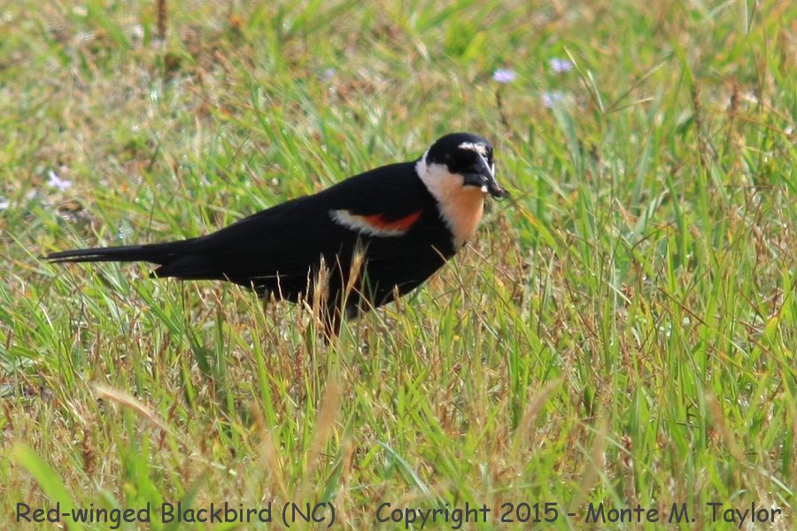 Red-winged Blackbird -spring male- (North Carolina)