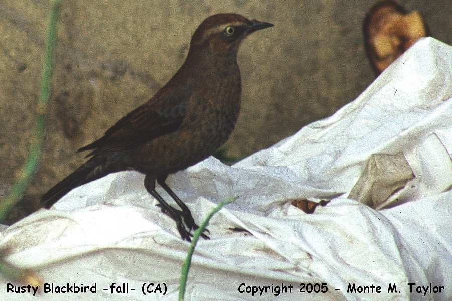 Rusty Blackbird -fall- (California)