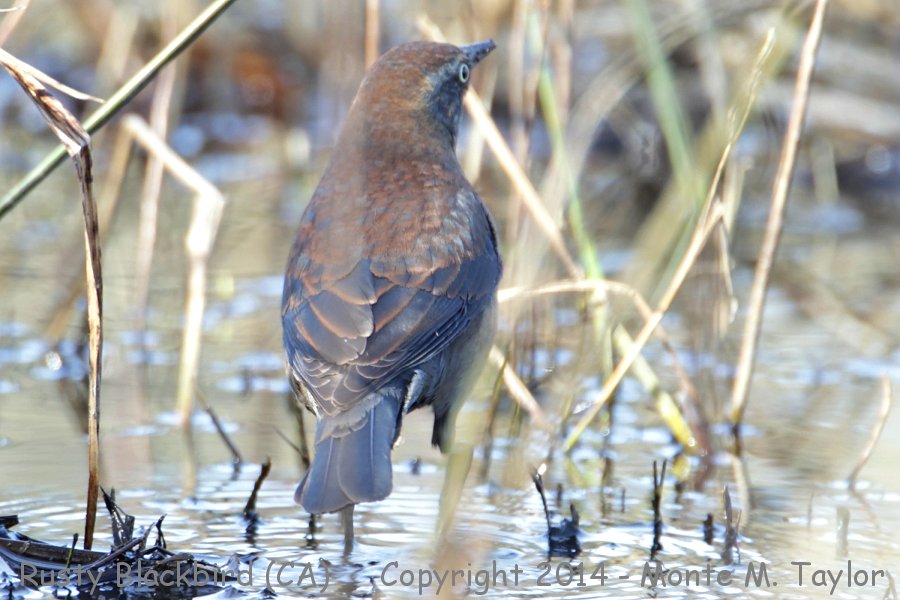 Rusty Blackbird -Jan 17th, 2014 female- (California)