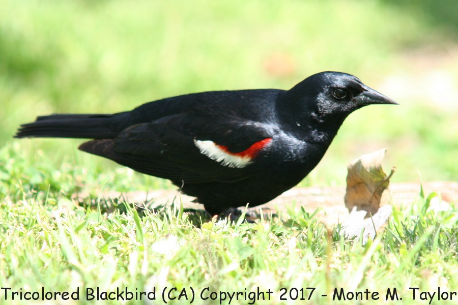Tricolored Blackbird -spring male- (California)