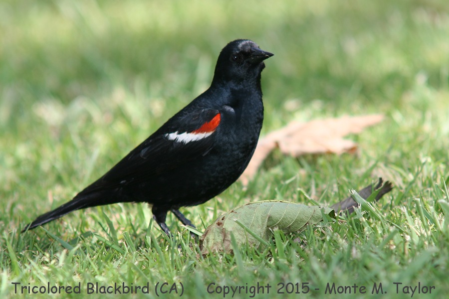 Tricolored Blackbird -spring male- (California)