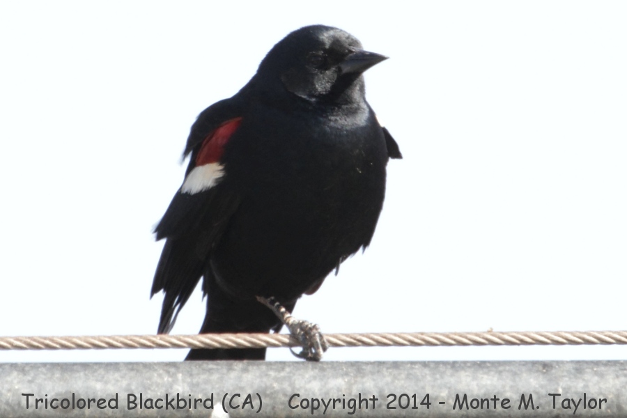 Tricolored Blackbird -winter male- (California)