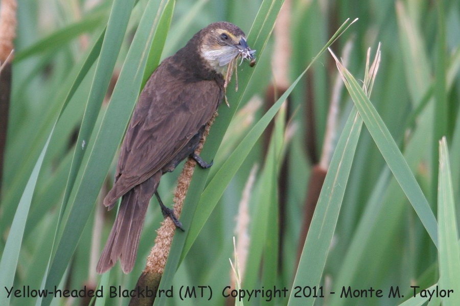 Yellow-headed Blackbird -spring female- (Montana)