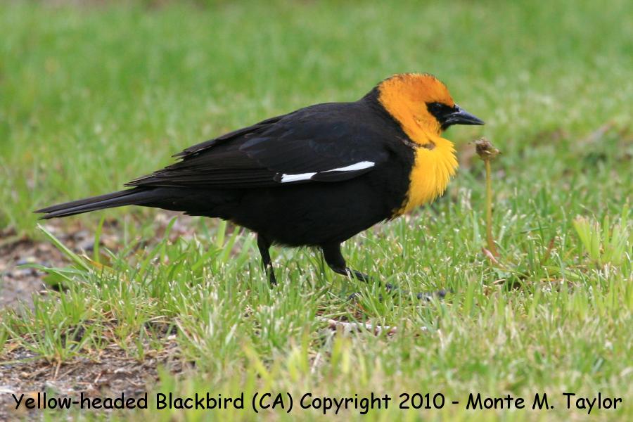 Yellow-headed Blackbird -spring male- (California)