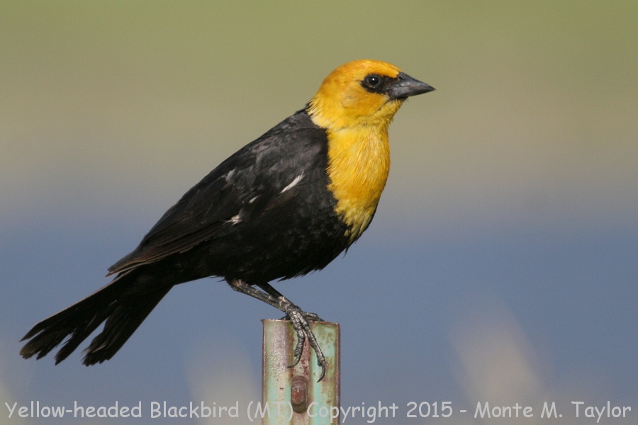 Yellow-headed Blackbird -spring male- (Montana)