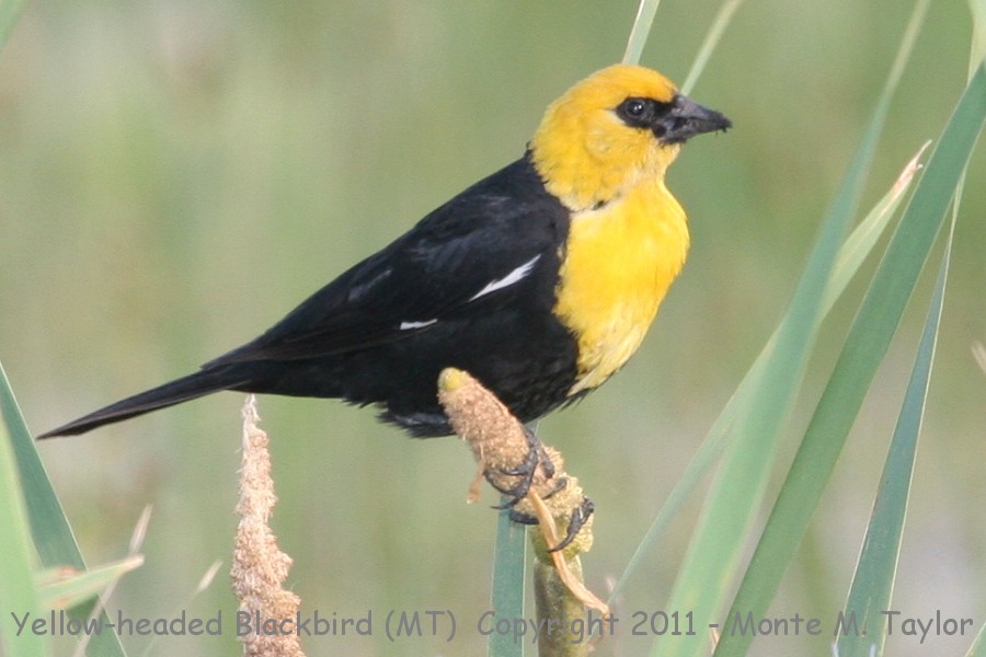 Yellow-headed Blackbird -spring male- (Montana)