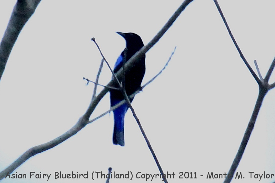 Asian Fairy Bluebird -winter- (Kaeng Krachan National Park, Petchaburi, Thailand)