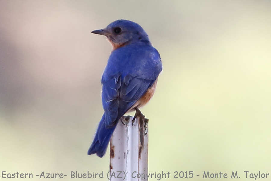 Eastern (Azure) Bluebird -spring male- (Patagonia, Arizona)