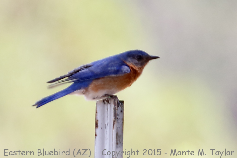 Eastern (Azure) Bluebird -spring male- (Patagonia, Arizona)