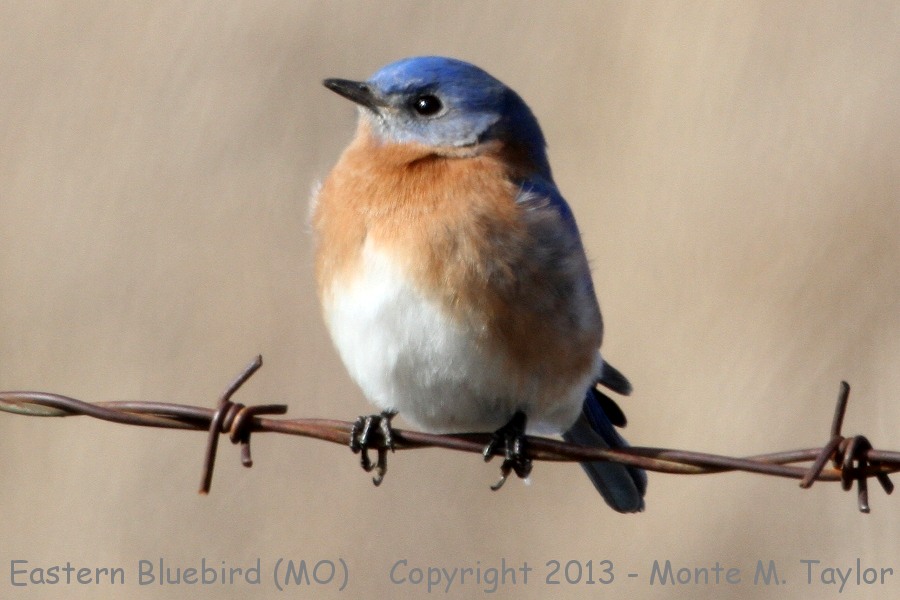 Eastern Bluebird -winter male- (Missouri)