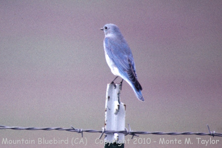 Mountain Bluebird -spring female- (California)