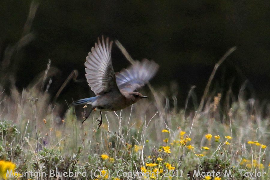 Mountain Bluebird -spring female- (Colorado)