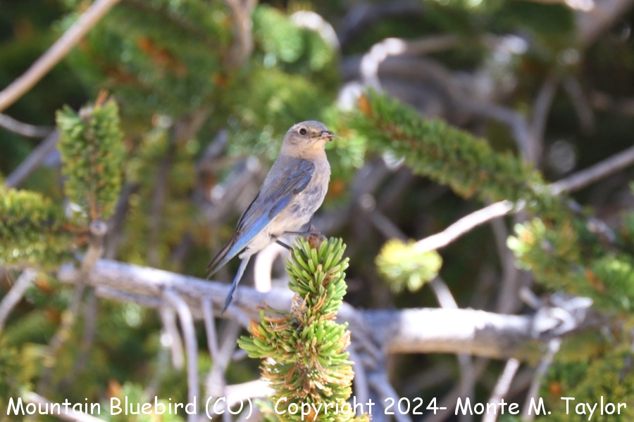 Mountain Bluebird -summer female- (Colorado)