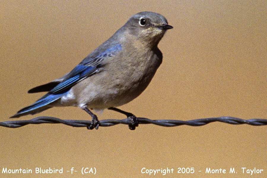 Mountain Bluebird -winter female- (California)