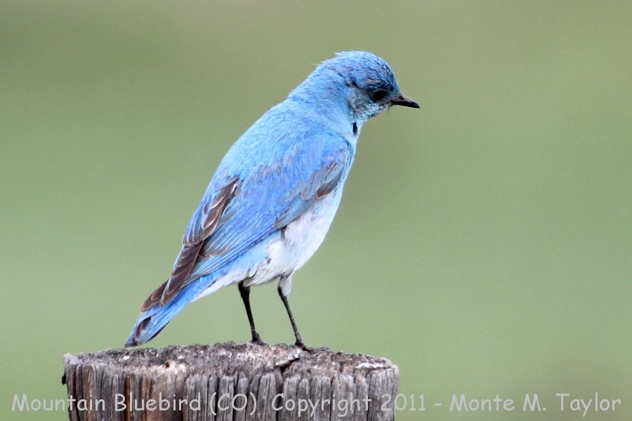 Mountain Bluebird -spring male- (Colorado)