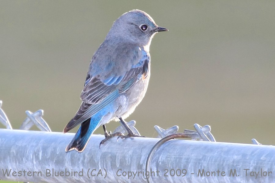 Western Bluebird -fall female- (California)