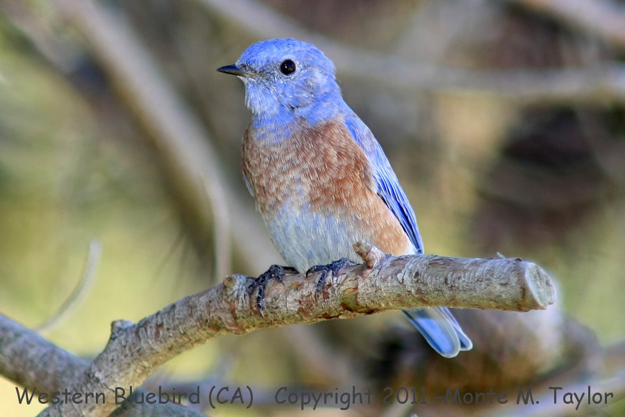 Western Bluebird -fall male- (California)