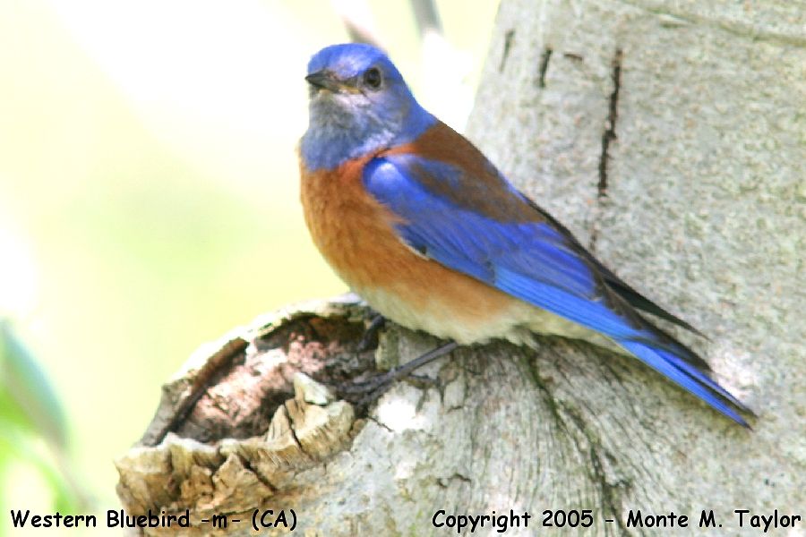 Western Bluebird -spring male- (California)