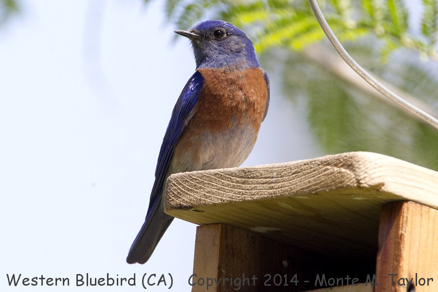 Western Bluebird -spring male- (California)