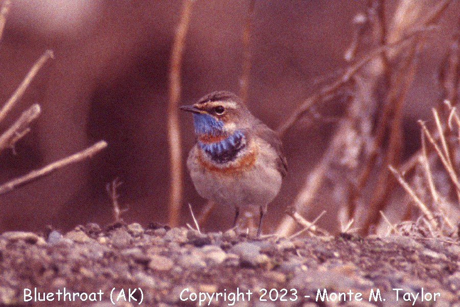 Bluethroat -spring male- (Gambell, St. Lawrence Island, Alaska)