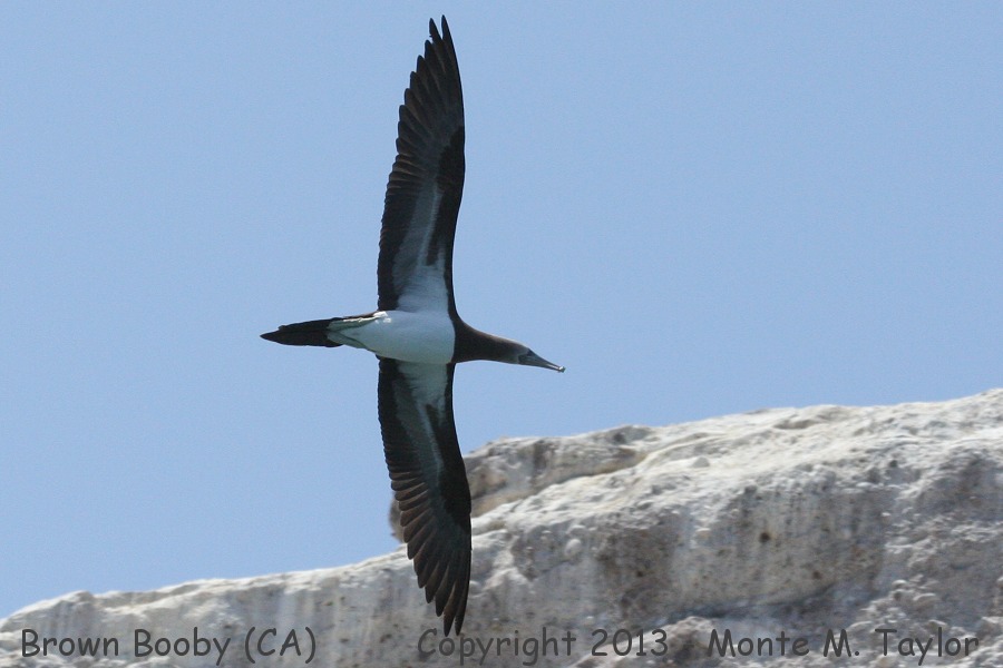 Brown Booby -summer adult- (Coronados Islands, Baja California)