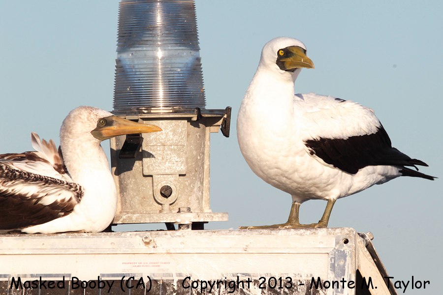 Masked Booby -fall sub-adult with adult- (Long Beach, California)