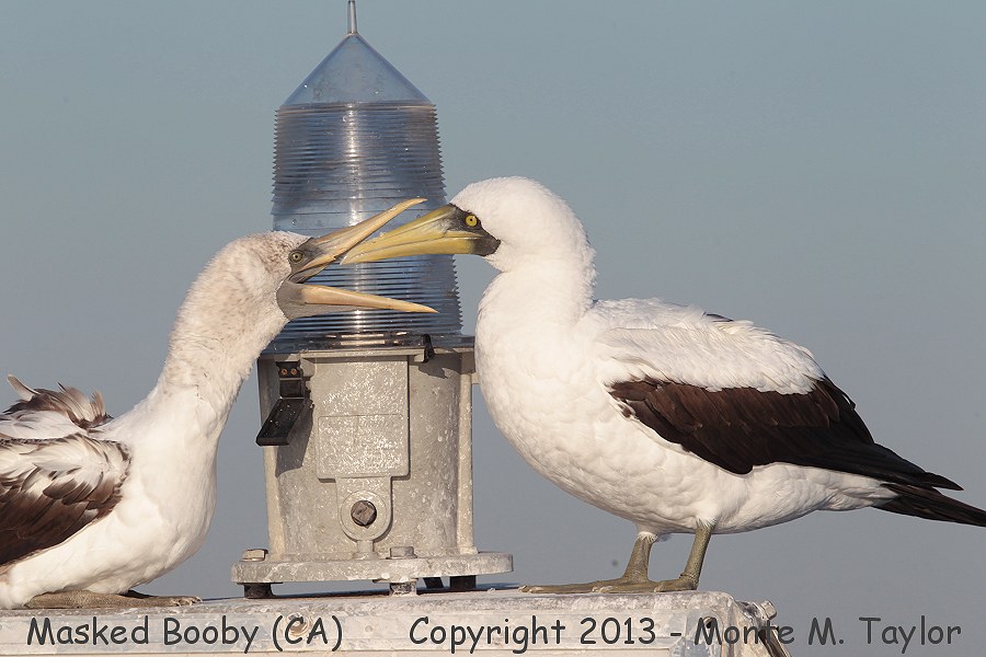 Masked Booby -fall sub-adult with adult- (Long Beach, California)