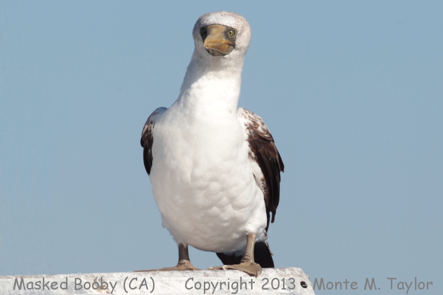 Masked Booby -sub-adult Oct 16th, 2013- (Long Beach, California)