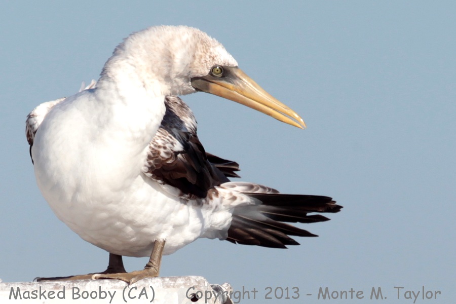Masked Booby -sub-adult Oct 16th, 2013- (Long Beach, California)