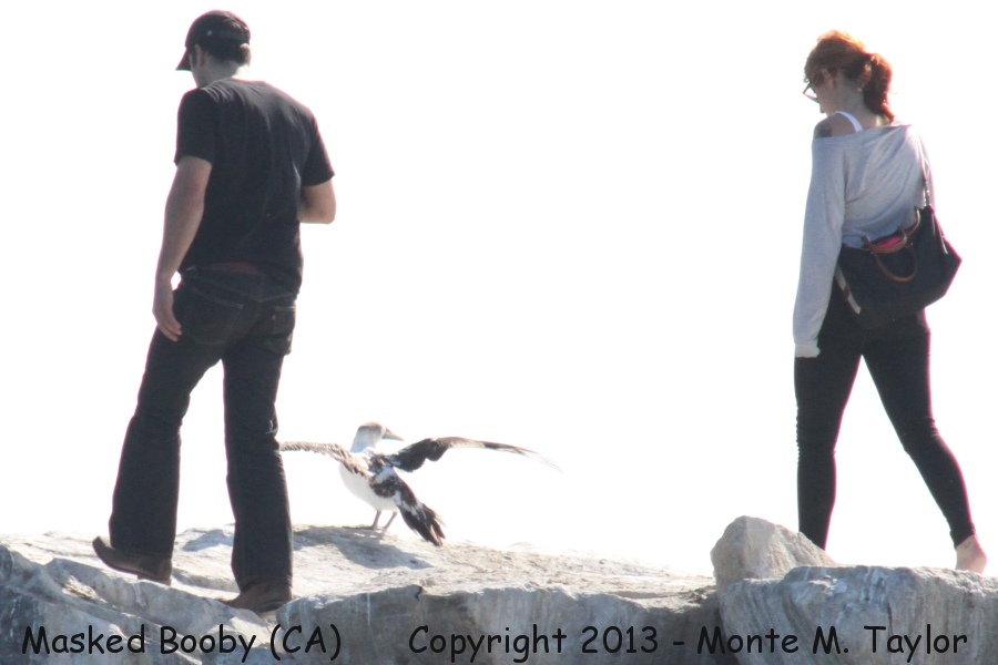 Masked Booby -sub-adult Oct 16th, 2013- (Dana Point, California)