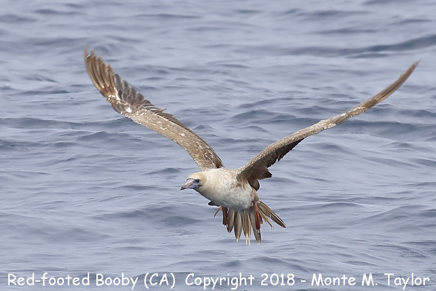 Red-footed Booby -summer- (California)