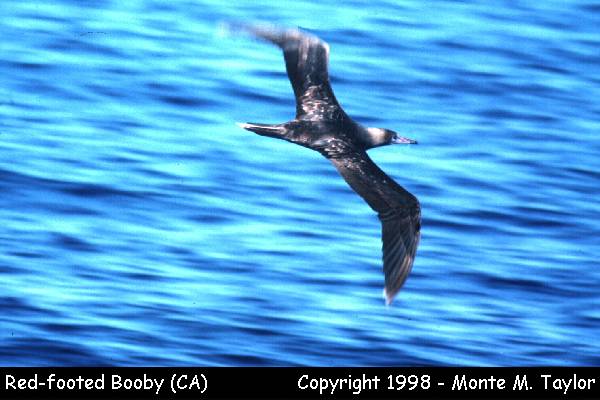 Red-footed Booby -spring- (LA Pelagic, California)