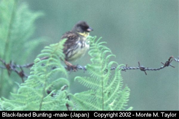 Black-faced Bunting -summer male- (Hokkaido, Japan)