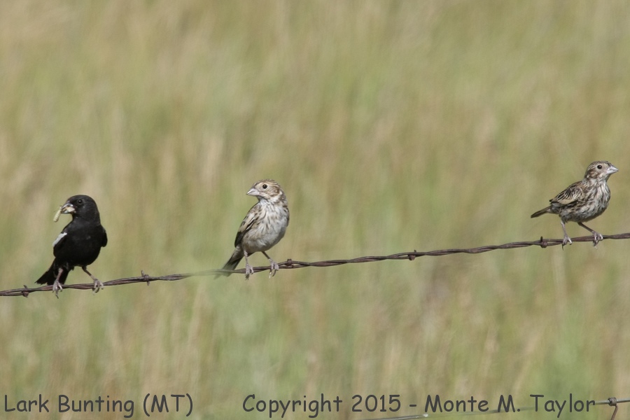 Lark Bunting -spring male to left and two females- (Montana)