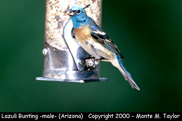 Lazuli Bunting -spring male- (Arizona)