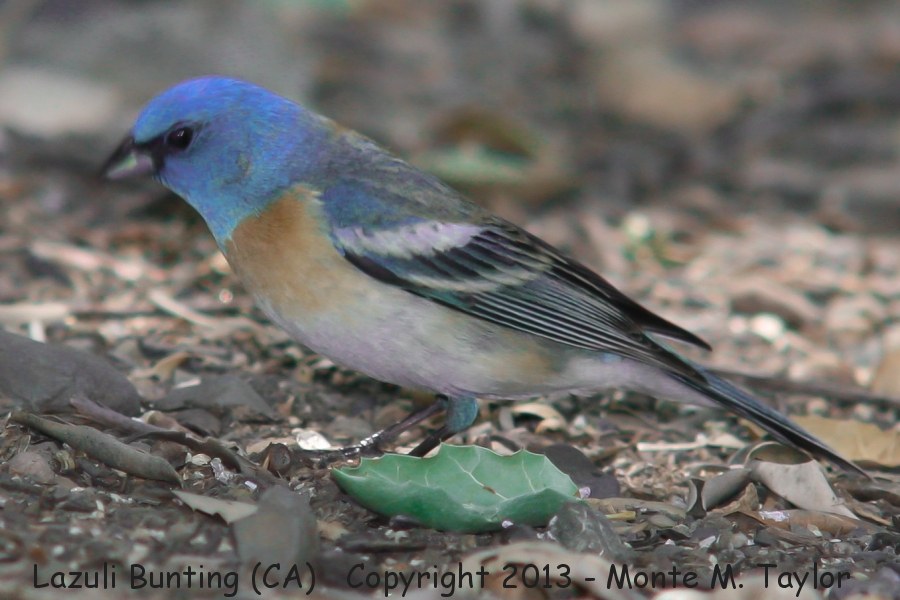 Lazuli Bunting -spring male- (California)