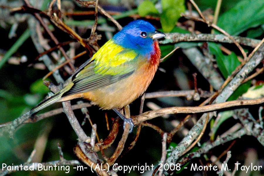 Painted Bunting -spring male- (Alabama)