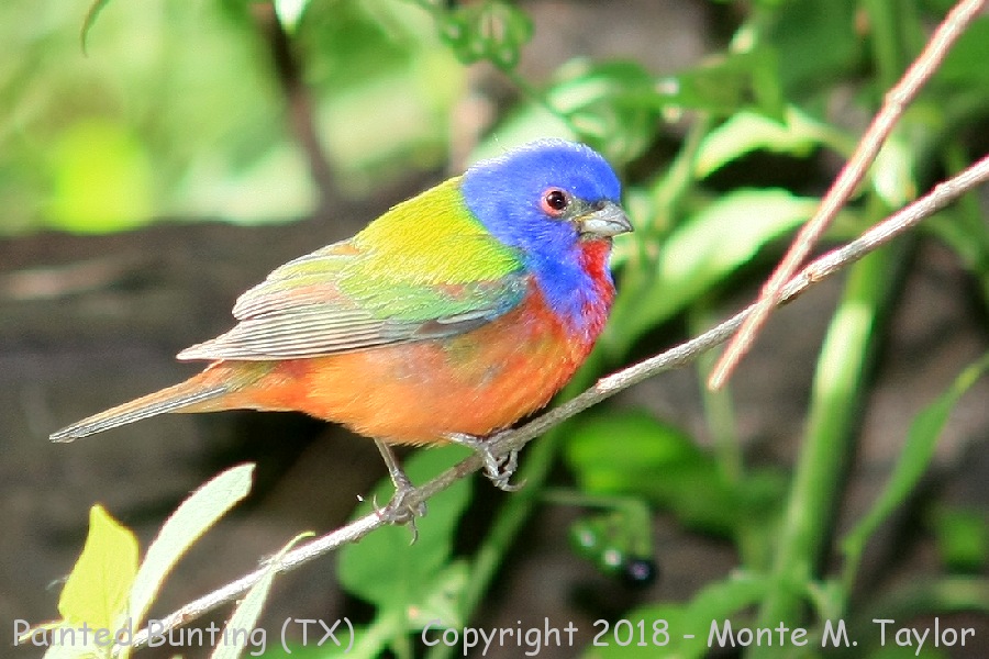 Painted Bunting -spring male- (Texas)