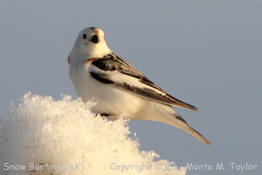 Snow Bunting -spring female- (Barrow, Alaska)