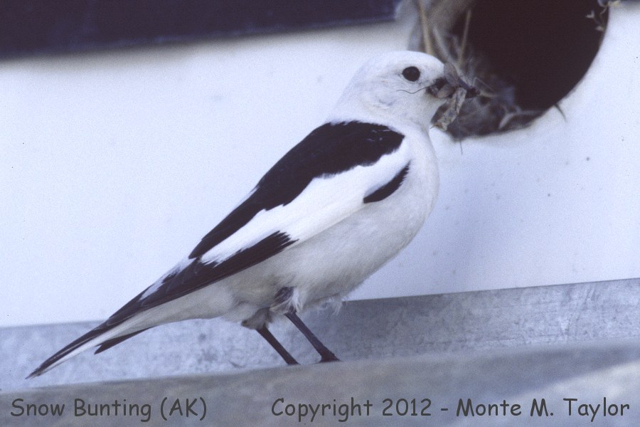 Snow Bunting -spring male- (Barrow, Alaska)
