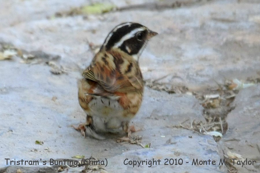 Tristram's Bunting -spring male- (Tianjin, China)