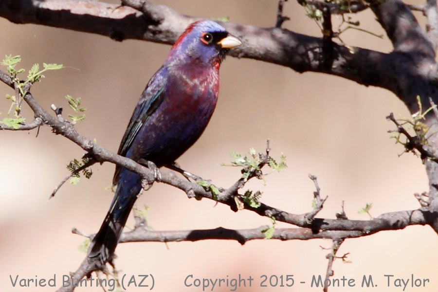 Varied Bunting -spring male- (Arizona)