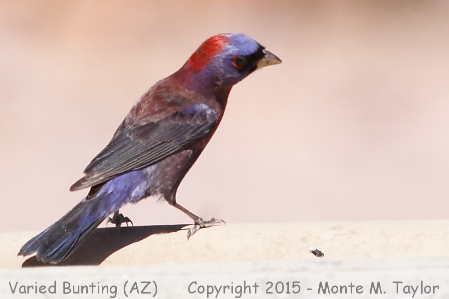 Varied Bunting -spring male- (Arizona)