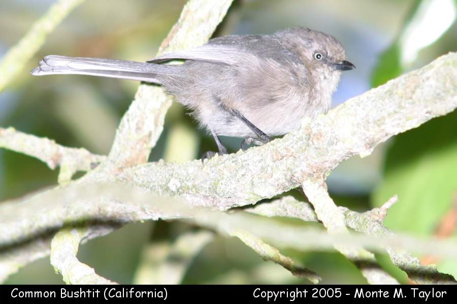 Common Bushtit -spring female- (California)